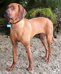 Redbone Coonhound